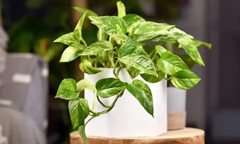 Người thuộc 2 mệnh này trồng cây trầu bà giúp đổi vận, lộc đến ào ào