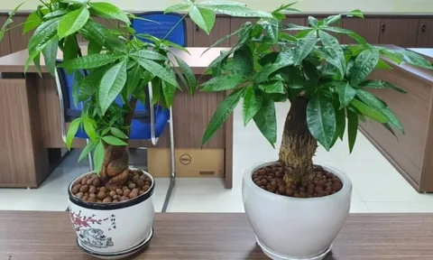 4 cây trước cửa đón lộc, 3 cây sau nhà giữ của: Danh sách cây phong thủy mang tài vận vào nhà bạn