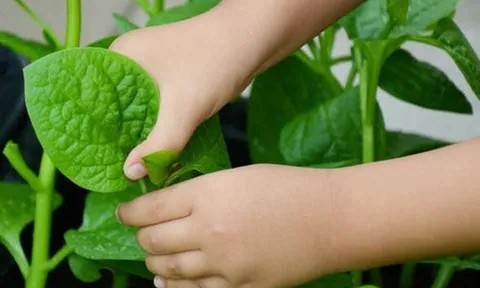 Loại rau giàu chất xơ bậc nhất, chợ bán chỉ 5 nghìn/bó