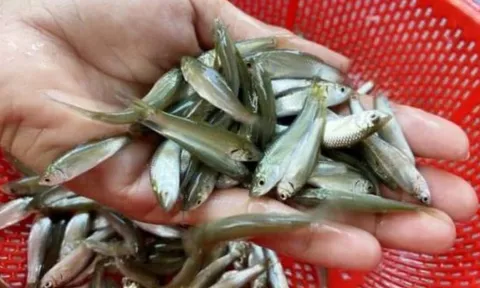 Loại cá giàu canxi, ăn được cả xương: Chỉ xuất hiện 3 tháng trong năm, hiện đang vào mùa săn