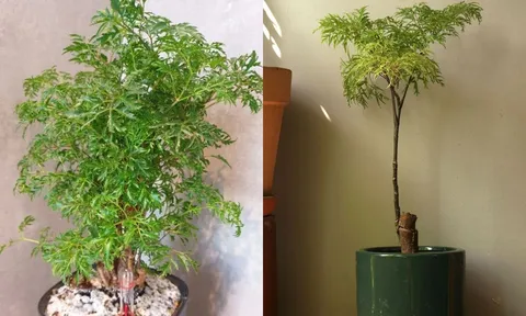 Trồng cây đinh lăng trước nhà trấn trạch an gia: Đặc biệt người tuổi này, mệnh này đón tài lộc giàu nứt vách