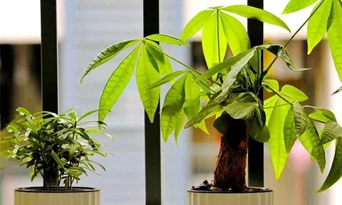 4 vị trí vàng trong nhặt đặt cây kim ngân giúp gia chủ 'hút tiền như nam châm'