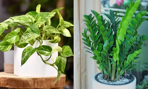 5 loại cây phong thủy hút tài lộc nên đặt trong phòng khách