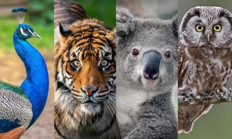 Bạn thông minh theo cách nào? Chọn con vật trong trắc nghiệm tâm lý để biết ngay