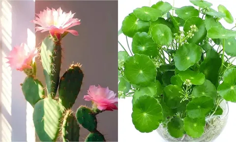 Đừng thấy hoa nở vội mừng: 4 loại cây này nở hoa điềm báo xui xẻo, nên thận trọng