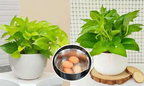 Tưới trầu bà bằng 2 loại nước này, lá xanh như bôi mỡ