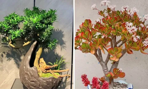 3 loại cây càng lâu gia đoạn càng thịnh vượng, con cháu dễ thành tài, rạng danh dòng họ