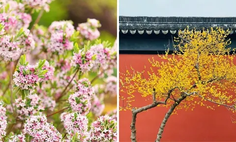 4 cây cảnh nở hoa thơm nhất mùa đông: Trồng một cây trong nhà thơm ngát như xịt nước hoa, hút lộc, bình an