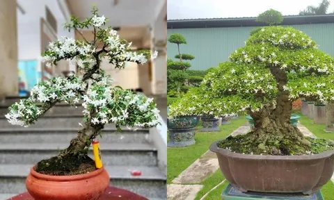 Cây mọc hàng rào “lên chậu” thành bonsai tiền tỷ: Nở hoa quanh năm, mang lộc vào nhà