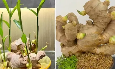 Đặt củ này lên bàn Thần Tài: Bí quyết chiêu tài, hút lộc cực mạnh ai cũng nên biết