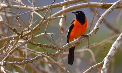 Phụ nữ sinh vào 3 tháng âm lịch này, vừa vượng tài, vừa vượng phu, ai lấy được phúc đức 3 đời