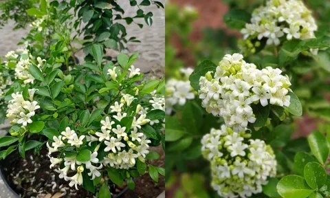 Trồng cây nguyệt quế trước nhà rất tốt về phong thủy nhưng phải chú ý tránh điều phạm kỵ này