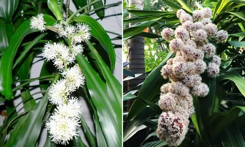 Trồng cây Thiết Mộc Lan thu hút tài lộc nhưng đại kỵ với 2 mệnh này