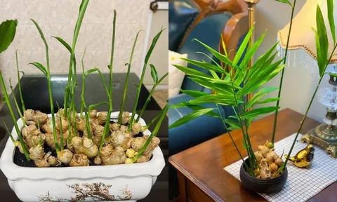 Vì sao càng ngày càng có nhiều người trồng gừng phong thủy?