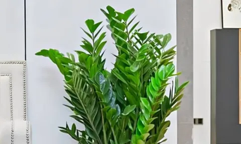 Cây kim tiền hợp mệnh nào? Hướng dẫn chọn cây phong thủy mang tài lộc vào nhà