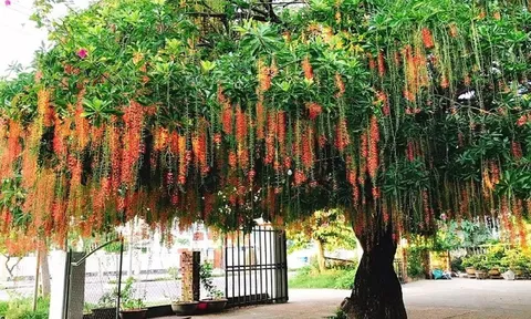 Người thuộc 2 mệnh này trồng cây lộc vừng là có lộc, gia đạo hưng thịnh