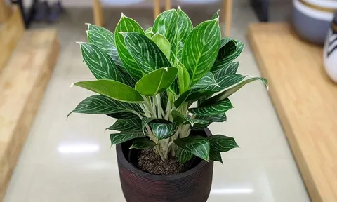 Cây cảnh phong thủy này tích tài tụ lộc, "hồi sinh" phú quý, có lợi cho công danh thi cử