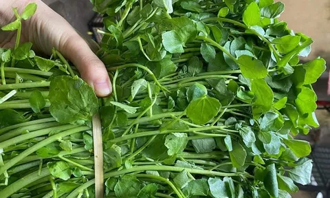 4 loại rau ít “ngậm” thuốc trừ sâu nhất chợ, giá bán chỉ 10 nghìn/bó