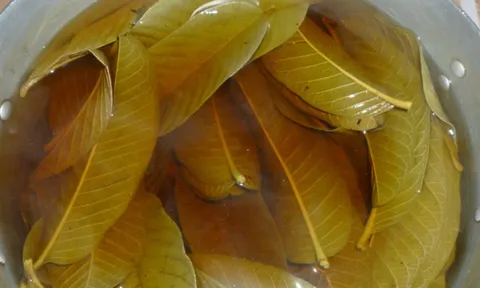 Nước lá ổi cực tốt nhưng đại kỵ với 5 nhóm người này