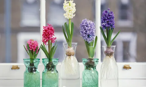 Top 3 loài hoa phá vỡ phong thủy không nên đặt trong nhà, chúng chỉ mang xui xẻo đến nhà