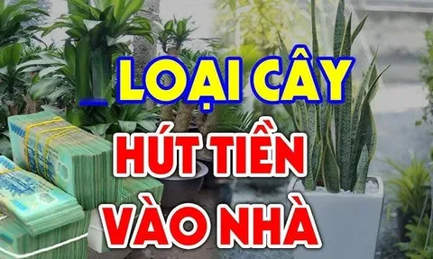4 loại cây hành Thuỷ tốt đường làm ăn, số 1 nhà giàu chuộng nhất