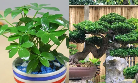 Loài cây siêu dễ trồng, ‘dễ chiều’ hơn kim tiền 100 lần, đặt đâu cũng hút lộc vào nhà