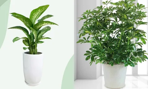 Trong nhà đặt 3 loại cây này: Tài lộc đổ về ào ào, gia chủ làm đâu thắng đó