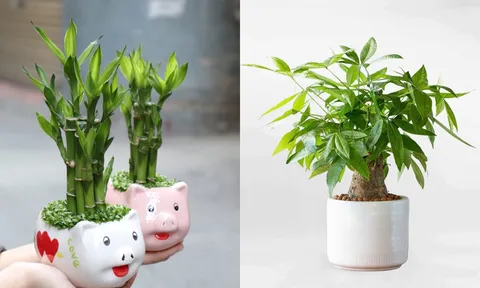 3 loại cây trồng ban công 'rước Thần Tài vào nhà': Gia chủ càng làm càng giàu, tiền tiêu không hết