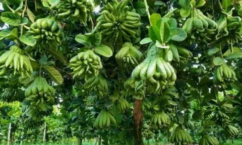 Người giàu thường trồng 5 loại cây “hút của” này, nhà có một cây phúc khí và tài lộc tự đến