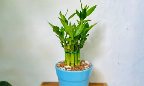 Người thuộc 3 tuổi này, trồng cây trúc phát tài mang đến vận may, tài lộc, cải thiện phong thủy