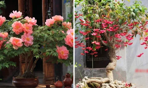 4 cây cảnh “bảo vệ nhà” sống trăm năm: Cha ông trồng con cháu hưởng phúc