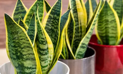 Cây Lưỡi Hổ cực hợp phong thủy, tuy nhiên trồng ở 2 vị trí này chỉ rước vận đen