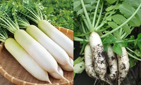 Củ cải trắng - công dụng "vàng", thứ rau mùa đông giá rẻ nhưng được xem là quý như sâm