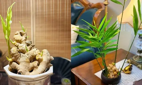 Đặt chậu gừng phong thủy ở 2 vị trí này, công việc hanh thông, lộc đến ào ào