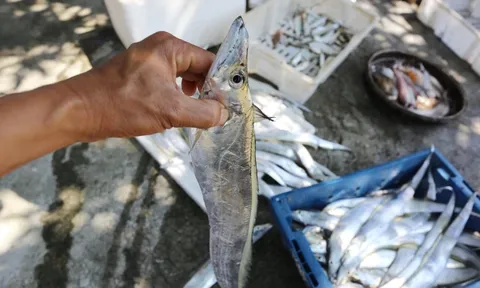 Loại cá "bổ hơn cá chép", cực tốt cho tim và não: Việt Nam có sẵn giá rẻ bèo