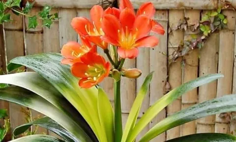 Loài cây “dễ chăm” hơn kim tiền 100 lần: Trồng đâu xanh đó, hút may mắn và tài lộc về nhà