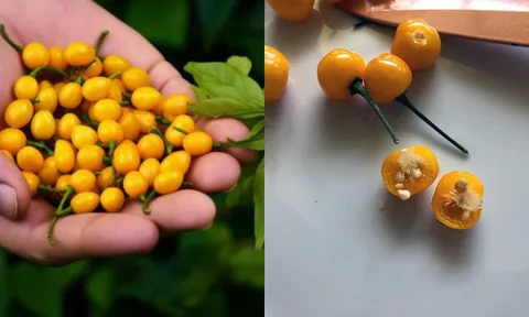 Việt Nam trồng thành công loại gia vị đắt nhất thế giới, giá lên tới 900 triệu/kg