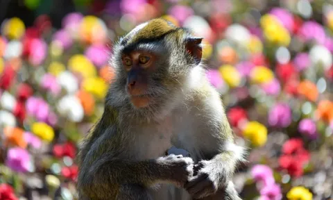 3 con giáp bứt phá sự nghiệp trong tháng 12: Thời điểm vàng mở ra cơ hội thăng tiến trước thềm năm mới