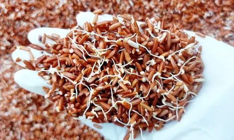 4 loại thực phẩm mọc mầm còn tốt hơn bình thường, nhiều người không biết đem vứt bỏ