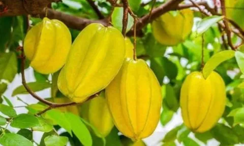 Có nên trồng cây khế trước nhà? Mệnh nào hợp trồng theo lời Tổ Tiên căn dặn