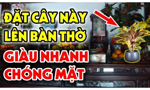 Mùng 1 đặt 4 loại cây này lên bàn thờ hút tiền tài vào nhà: Càng ngày càng giàu