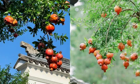 Sân nhà trồng 5 cây này, gia chủ Đắc Tài Đắc Lộc, quanh năm chẳng lo nghèo khó