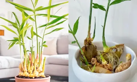 Thời điểm tốt nhất để trồng gừng phong thủy đón Tết, sang năm 2026 lộc khí phừng phừng
