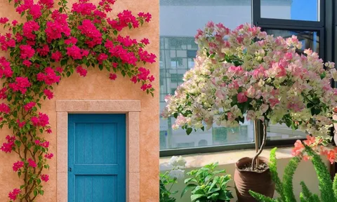 Bây giờ là "thời điểm vàng" chăm sóc đúng cách để cây hoa giấy nở đúng dịp Tết âm lịch Bính Ngọ 2026