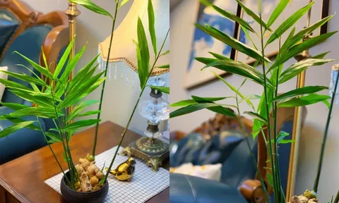 Cách trồng gừng phong thủy hợp với từng mệnh, hóa giải vận xui, hút tài lộc