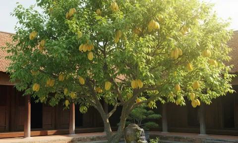 Cây khế trồng trong nhà: Bí mật phong thủy hút lộc, giữ bình an cho gia chủ