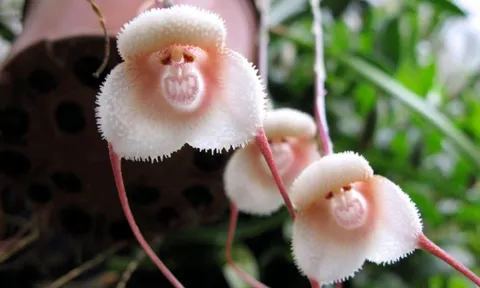 Người sinh vào 1 trong 3 tháng Âm lịch này, cực kỳ dễ giàu, muốn tránh cũng khó