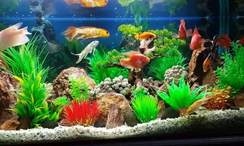 Trong nhà có 2 vật báu này, điều diệu kỳ sẽ đến với gia chủ