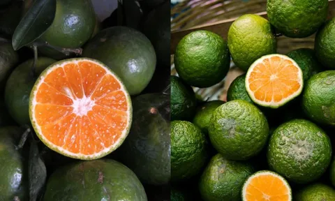 Cách chọn cam sành ngon, ruột vàng ươm mọng nước, ngọt thơm không khô