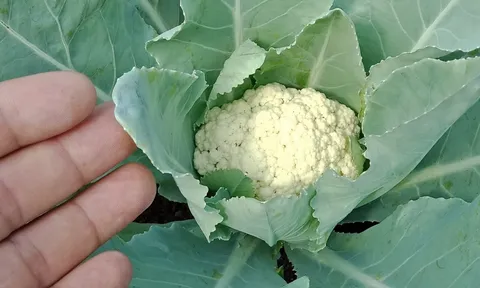 Mùa đông trồng 9 rau quả này, lớn nhanh như thổi sau 1 đêm